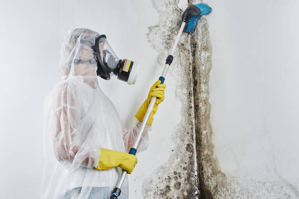 Best Water damage mitigation services  in USA